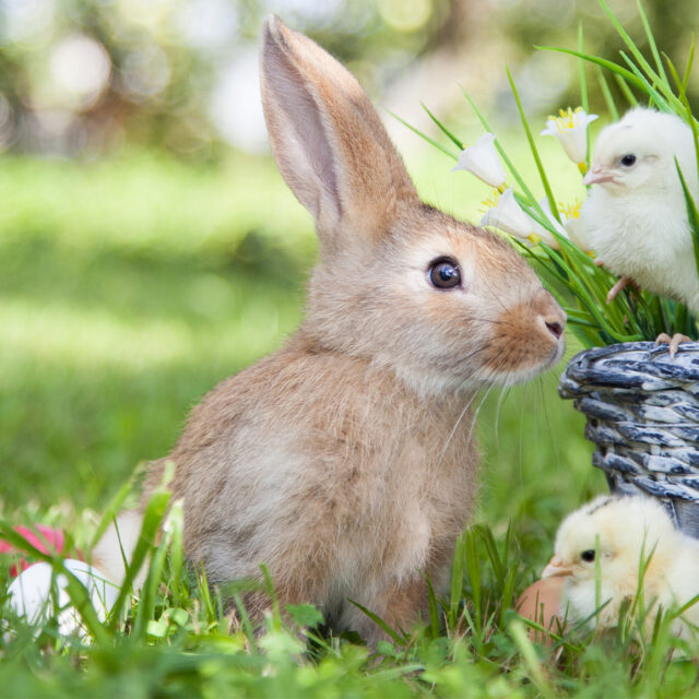 Rechts im Bild ist ein grauer Korb zu sehen, in dem sich verschiedene Gräser und Osterglöckchen, sowie ein kleines Küken befinden. Vor und neben dem Korb liegen Hühnereier im grünen Gras. Ein Küken und ein Hase vollenden das frühlingshafte Bild.