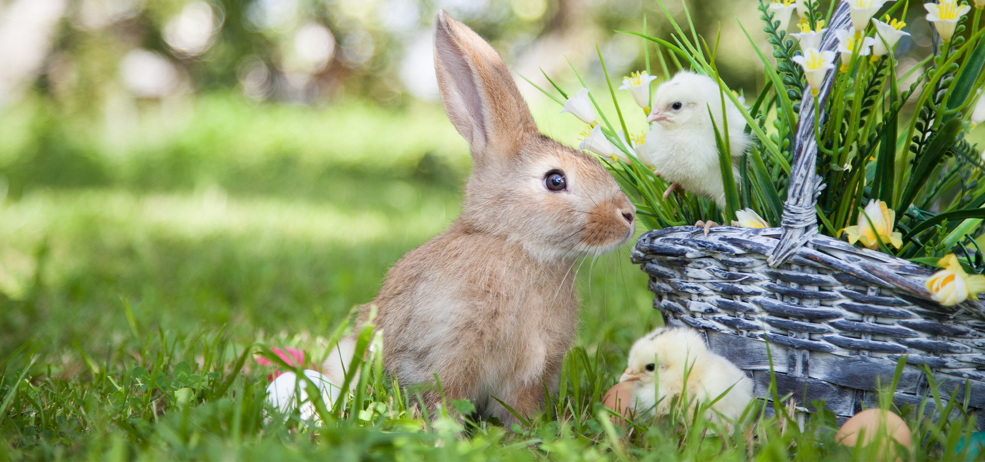 Rechts im Bild ist ein grauer Korb zu sehen, in dem sich verschiedene Gräser und Osterglöckchen, sowie ein kleines Küken befinden. Vor und neben dem Korb liegen Hühnereier im grünen Gras. Ein Küken und ein Hase vollenden das frühlingshafte Bild.